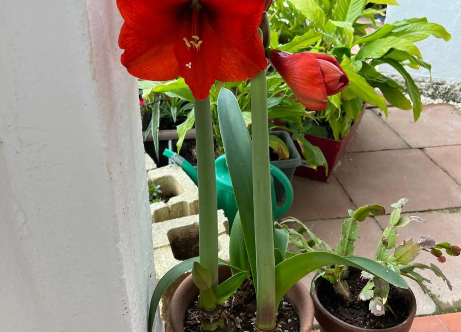 La Muneca Mijas